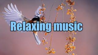 Relaxing music for positive energy