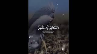 Pashton official search  #islamicvideo #telawat_quran786 #vir #shorts