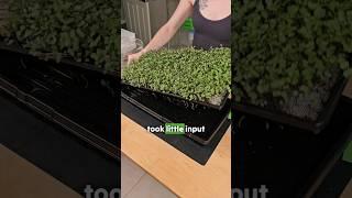Seed to Harvest in Just 12 Days: Effortless Microgreen Growth!  | Simple DIY Hydroponic Setup