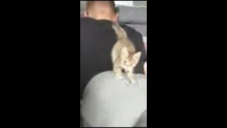 Precious Kitty Pressing Tiny Arms Against Owner