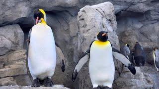 We visited Penguins again at The Calgary Zoo