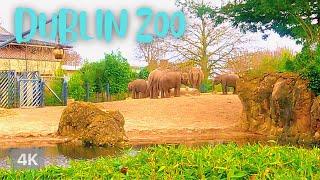 【4K】Dublin Zoo 2022 | The Zoo | 4K Walking Tour