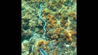 DEADLY SEA SNAKE - Face to Face  #australia