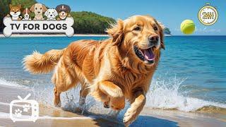 TV for Dogs: BEST Fun Entertainment Music Videos for Bored Dogs at Home • Calming Music for Dogs