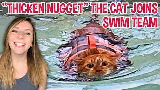 Thicken Nugget the cat joins swim team to get healthier