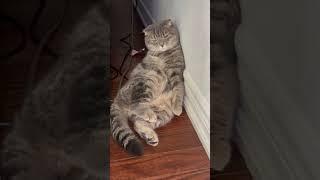 І хай весь світ зачекає #cat #scottishfold #relaxing #relax #кішка #релакс  #funny #funnyvideo