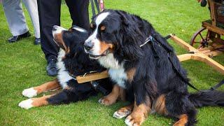 How to Deal with Shedding in Bernese Mountain Dogs