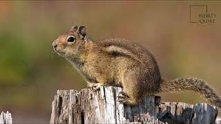 Interesting facts about golden mantled ground squirrel by weird square