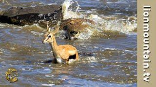 Crocodiles Catch whole herd of migrating Gazelle  CLASSIC WILDLIFE