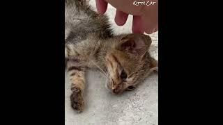 Bikin Sedih!! Anak Kucing Dikurung Manusia Tanpa Makan Dan Minum Berhari-hari  #kucing #kucingoren