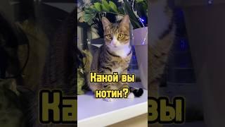 Печенька, Беляш или Компот?  #питомцы #котики #кот #cat #кошка