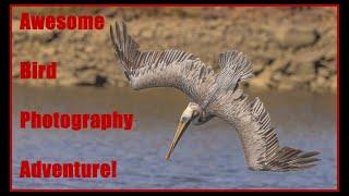 Awesome Bird in Flight Photography Adventure With a Few Tips - Canon R5