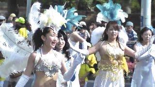 サンバ  おまつりパレード・神戸まつり  /  Samba Festival parade Kobe Festival