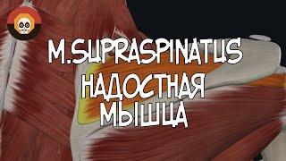 Надостная  мышца (m.supraspinatus) 3D Анатомия