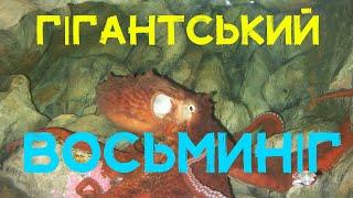 Випуск 6. Підводний світ - Гігантський Восьминіг (OCTOPUS). #octopus