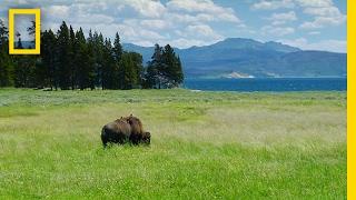 Spend a Relaxing Hour in Yellowstone’s Beautiful Landscapes | National Geographic