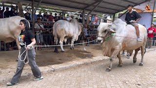 PENIMBANGAN PO EXSTRIM ‼️ AKBAR FARM JUARA