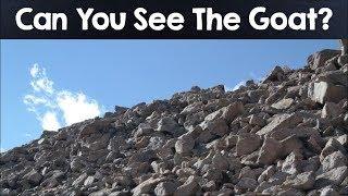 Nobody Can See All The Hidden Animals । Optical Illusions । Brain Teasers [#4]