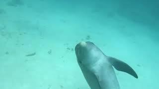 Urban Beach Tours & Safaris~ Zanzibar Dolphin Tour