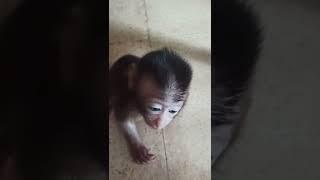 Mona Baby Monkey Cute,Monpay nangis kalau lagi Ngantuk #cutemonkey #monpai #monpay #babymonkey