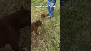 Соник опасен, больше не будем рисковать… #собаки #питбуль #pitbul #питбульсоник