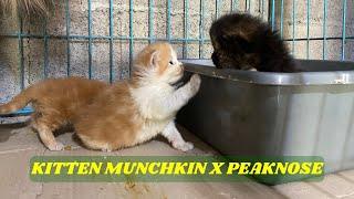 Intip ! Hasil Perkawinan Munchkin Genneta X Peaknose Longhair Oren Putih