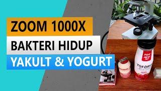 ZOOM 1000X BAKTERI HIDUP YAKULT DAN YOGURT