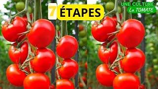 produire la Tomate de A à Z : 7 ÉTAPES