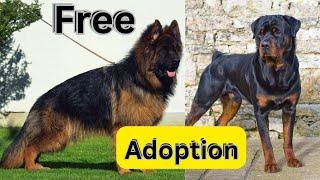 Free Dog Adoption | Free German Shepherd | Rottweiler Adoption | Free Dog adoption video 2024