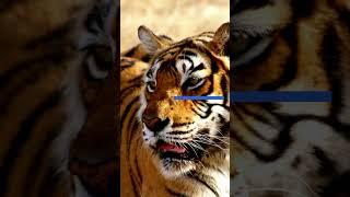 3 Amazing Facts About Tigers!!!