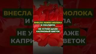 Внесла ложку молока и обалдела#цветы#сад