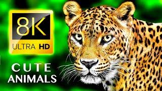 МИЛЫЕ ЖИВОТНЫЕ 8K ULTRA HD