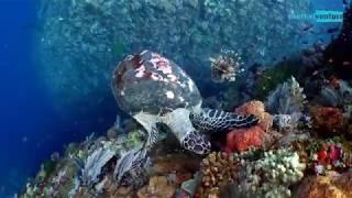 Snorkeling Komodo's Most Famous Site-Batu Bolong