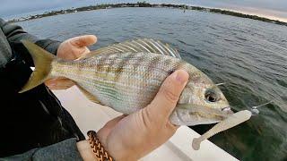 GIANT ***PINFISH*** CRAZIEST BITES on THIS Reef