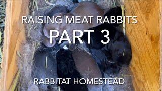 Raising Meat Rabbits Part 3 | Care after Birth