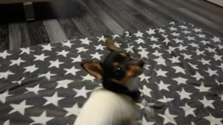 Meja the Toy fox terrier