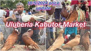 Uluberia Kabutor Market Uluberia Pet market 18/5/24 update price today #cheapestprice #pigeon