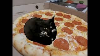 Чёрно-белый кот танцует на пицце