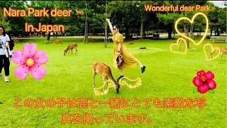 この女の子は鹿と一緒にとても素敵な写真を撮っています。 Nara Park deer  in japan