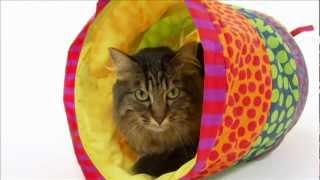 Cats 101 Maine Coon  Video  Animal Planet ** High Quality **