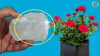 10 Powerful Rose Plant Care Tips | How to grow Roses?