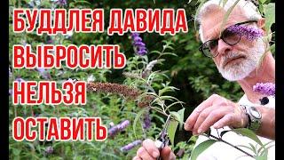 Buddley David - troublesome or beautiful? Is it worth planting? Igor Bilevich