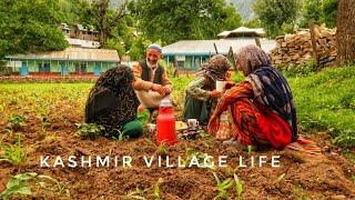 Kashmir village life | JALIB VLOGS |