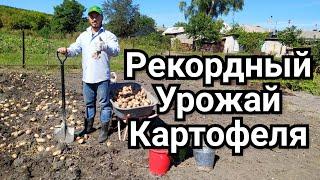 Рекордный Урожай Картофеля 