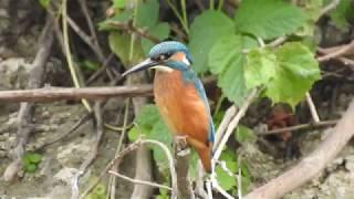 Pescaras albastru(Ivan pescar) in Delta Dunarii by Ciprian Safca. Common Kingfisher in Danube Delta