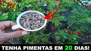 ESSE PÓ FAZ QUALQUER PIMENTEIRA PRODUZIR O DOBRO!!!