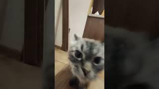 кот школьник? #мем #кошка