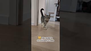 Как позвать кота или кошку к себе #топ #тренды #юмор #cat