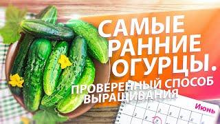 КАК ВЫРАСТИТЬ РАННИЕ ОГУРЦЫ? ПРОВЕРЕННЫЙ СПОСОБ. ТЕПЛАЯ ГРЯДКА ИЗ НАВОЗА