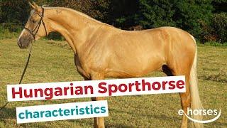 Hungarian Sport Horse  | characteristics, origin & disciplines